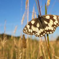 Marbled White 